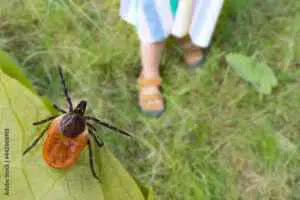 Natural Tick Control And Mosquito Control