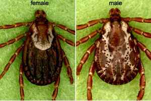 Dog Ticks In Nj