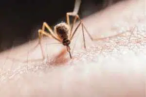 Last Bite Mosquito