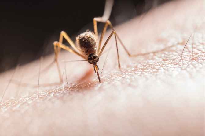 last bite mosquito