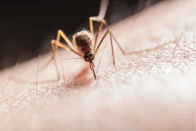 last bite mosquito