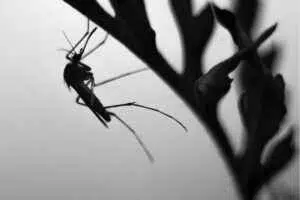 organic mosquito spray