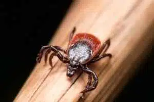 Deer Tick Lyme Disease