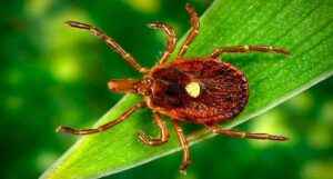 Lonestar Ticks Moving Into Nj