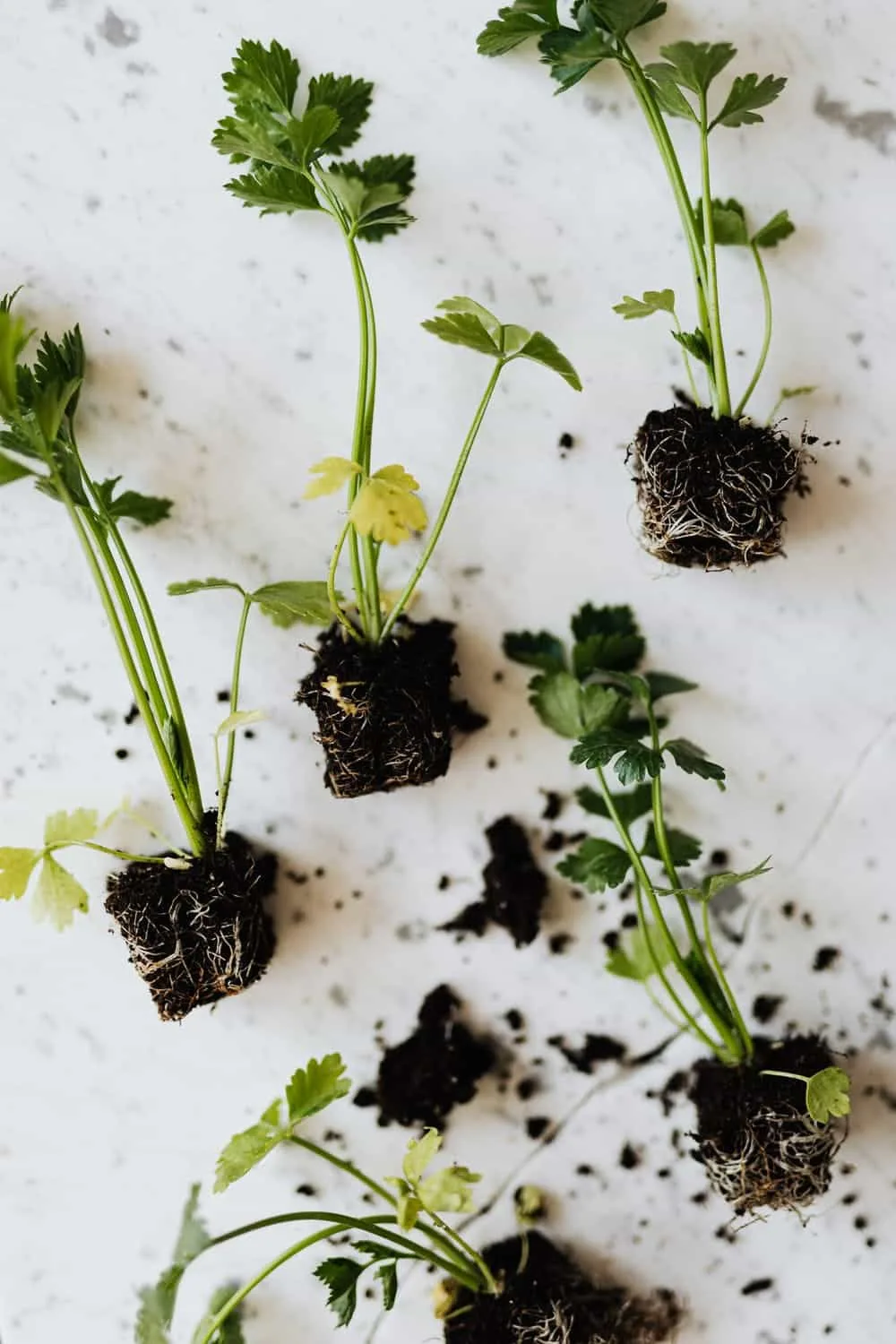 Herbs Used For Natural Mosquito Control In New Jersey Gardens