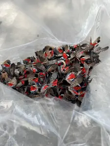 Spotted Lantern Fly Control In New Jersey