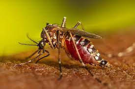 Aedes Mosquitoes Are Found In Wooded Areas And Are Responsible For Transmitting The Zika Virus, Dengue Fever, And Chikungunya.