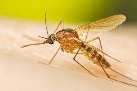 Culex Mosquitoes: These Mosquitoes Are Found In Urban And Suburban Areas And Are Known To Transmit West Nile Virus.