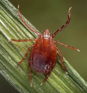 Asian Longhorned Tick Haemaphysalis Longicornis
