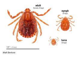 Asian Long Horned Tick