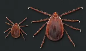 Longhorned Ticks