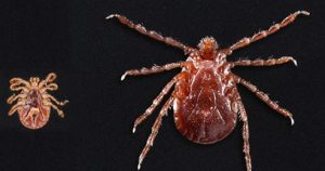 Longhorned Ticks Underside