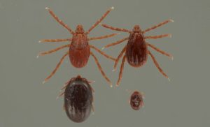 Brown Dog Tick