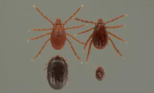 Brown Dog Tick Commonly Found On Dogs In New Jersey