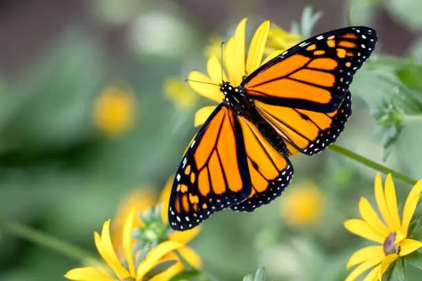 Monarch Butterfly Resting On A Flowering Plant