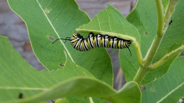 The Monarch Butterfly Migration To New Jersey — And How We Can Protect It 1 Monarch Caterpillar Feeding On Milkweed In New Jersey