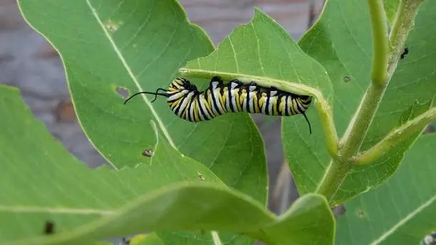 Monarch Caterpillar Feeding On Milkweed In New Jersey
