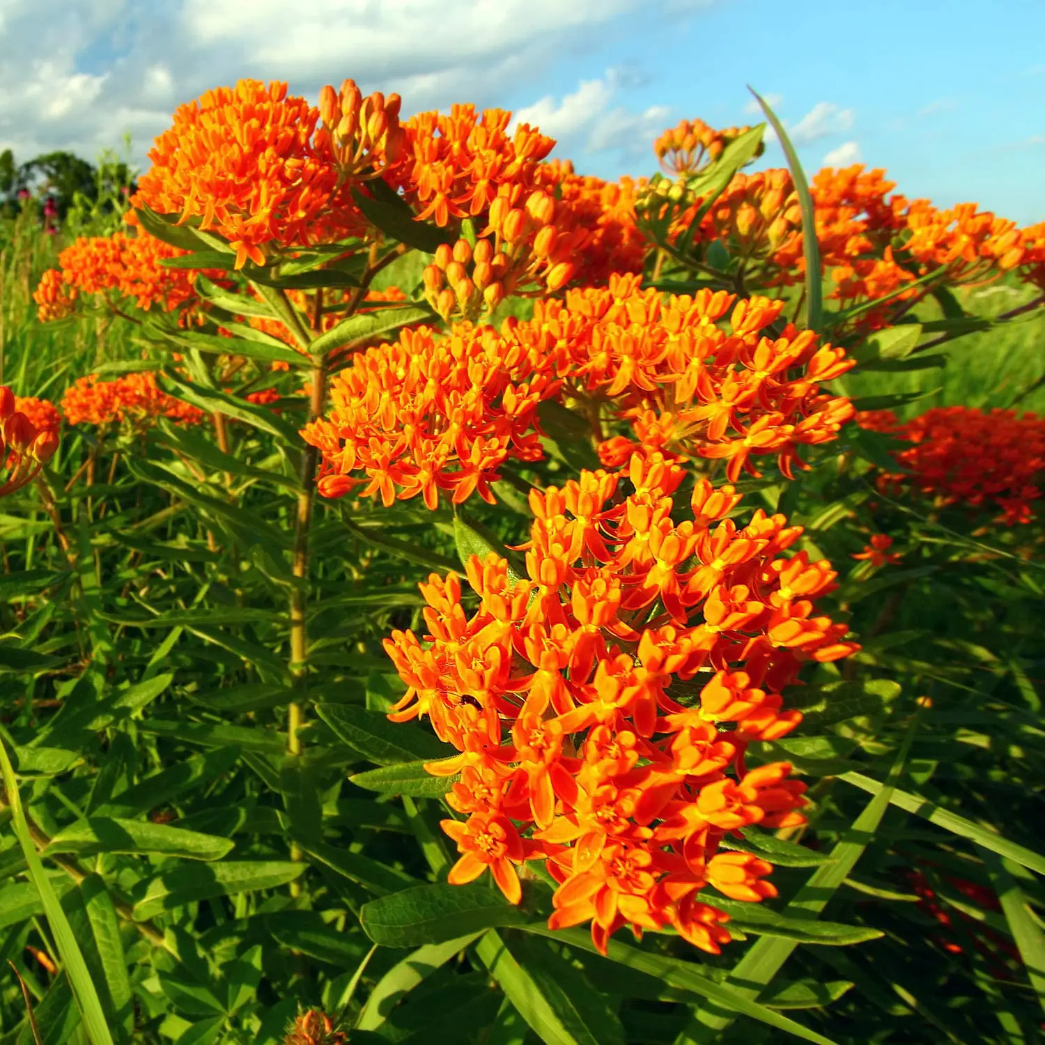 Milkweed Plant Growing In A New Jersey Yard