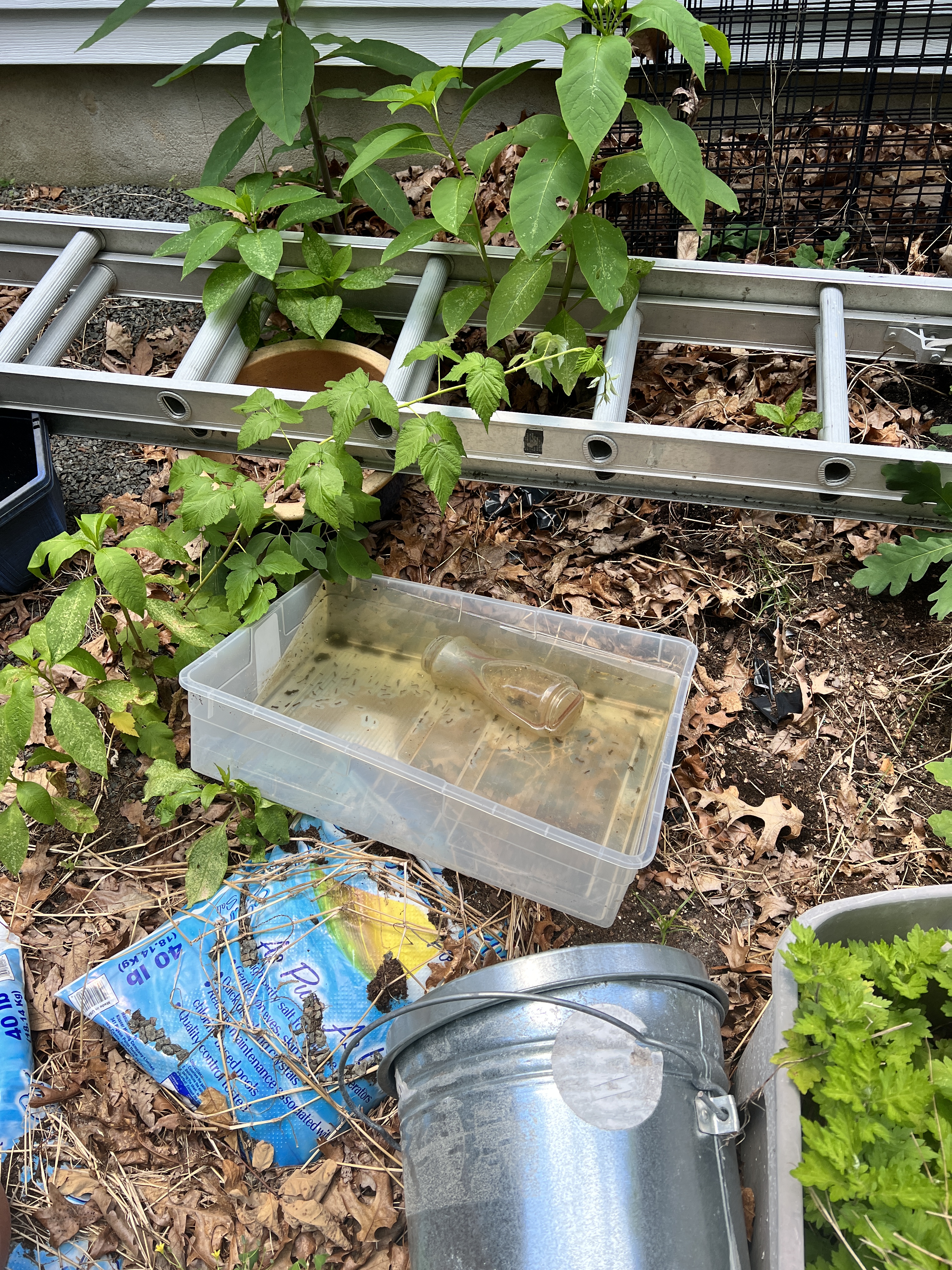 How To Get Rid Of Mosquitoes In Your Yard (Naturally) 1 Standing Water In A New Jersey Yard Creating Mosquito Breeding Areas