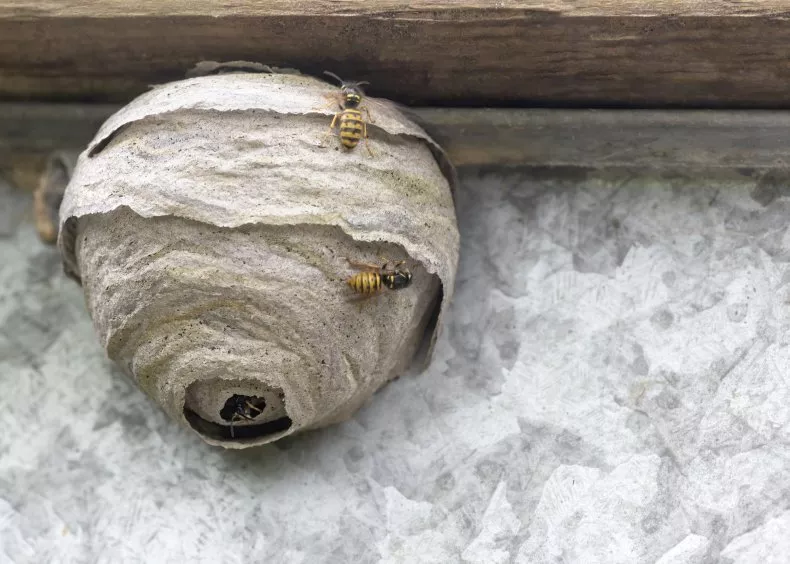 Wasp Nest