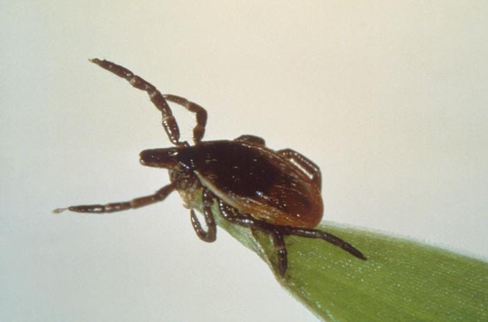 Blacklegged Tick Questing On A Blade Of Grass With Front Legs Extended