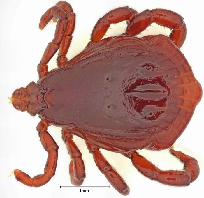 Adult Male Brown Dog Tick Viewed From Above