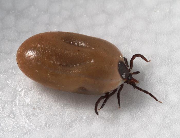 Engorged Female Blacklegged Tick After A Blood Meal