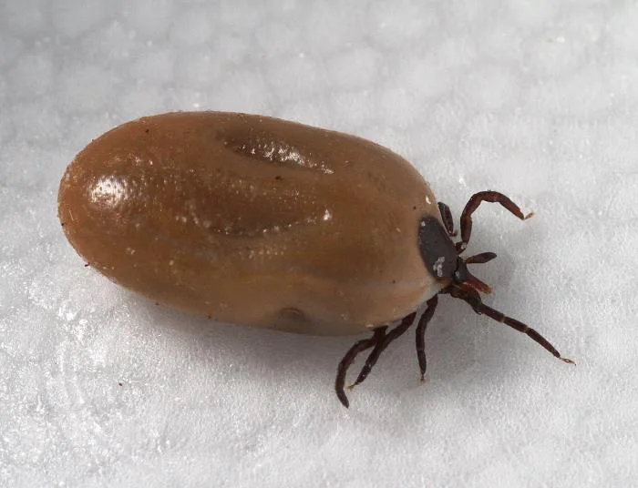 Engorged Female Blacklegged Tick After A Blood Meal