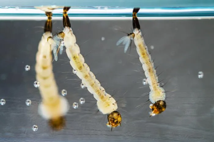Mosquito Larvae Developing In Water