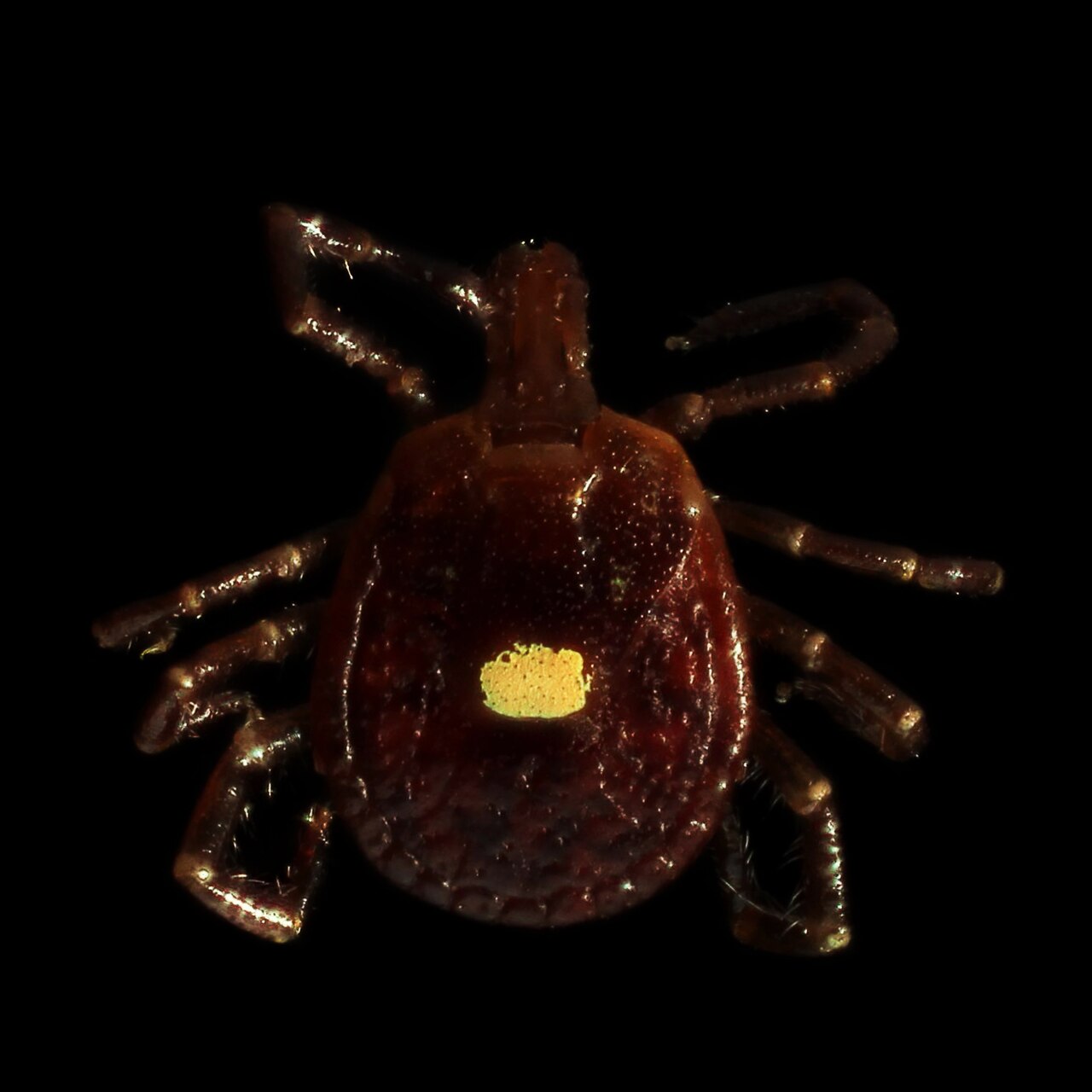 Sercive Alphas Alpha-Gal Syndrome: The Tick-Bite Red Meat Allergy Explained For NJ ...