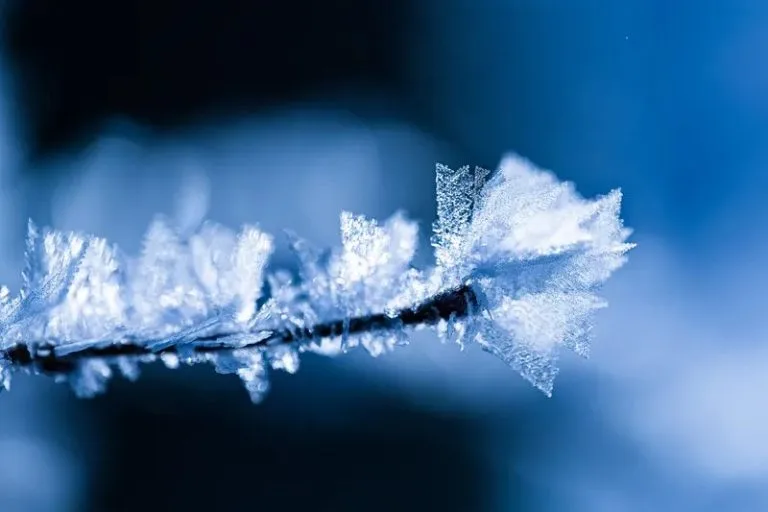 What Is The Biggest Killer Of Mosquitoes?